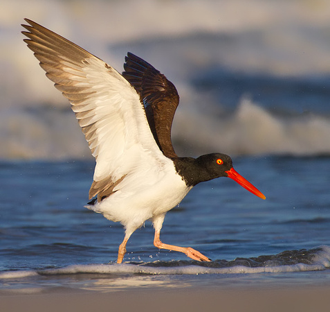 Wings Up Oystercatcher