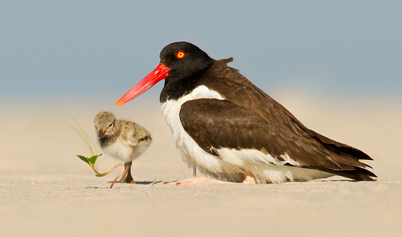 Oystercatcher Mom with Chick