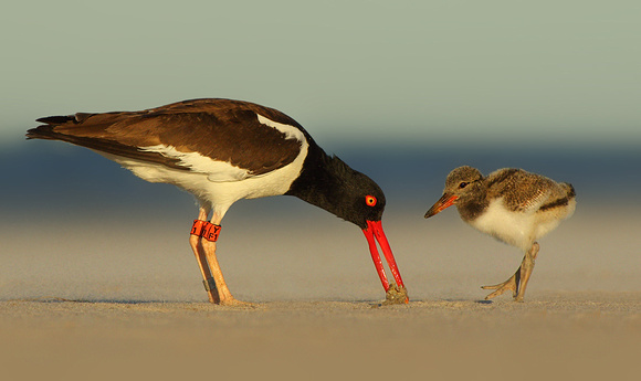 American Oystercatcher with Chick
