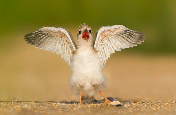 Least Tern Chick
