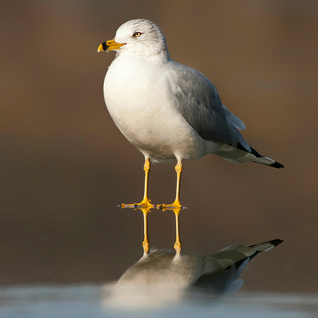 Ring-Billed Gull On Ice