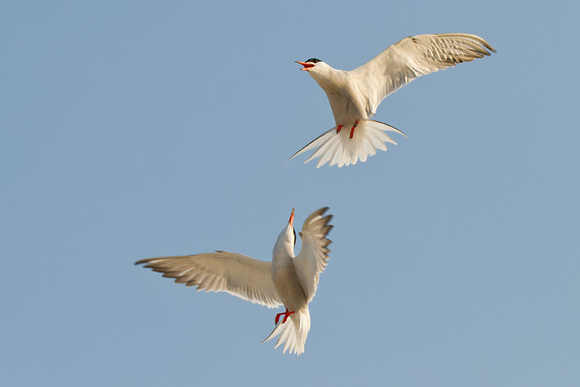 Common Tern Air Fight