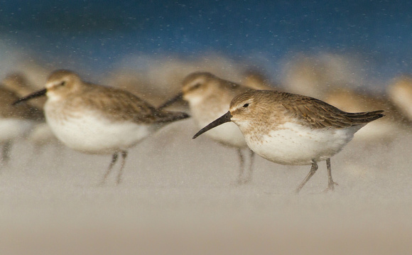 Dunlins in a Sand Storm