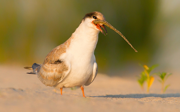 Immature Common Tern with Sand Eel