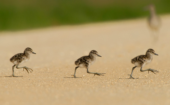 Willet Chicks Cross the Road