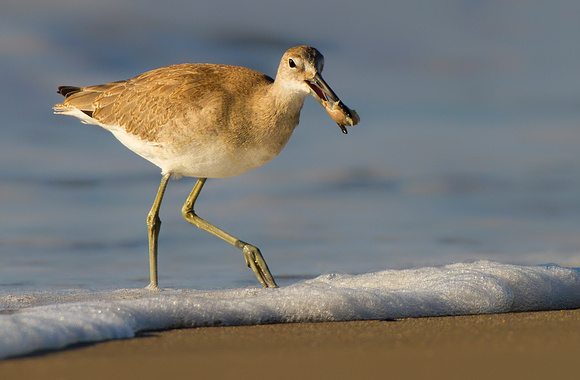 Willet with Sand Crab