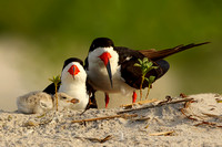 Black Skimmer with Chick