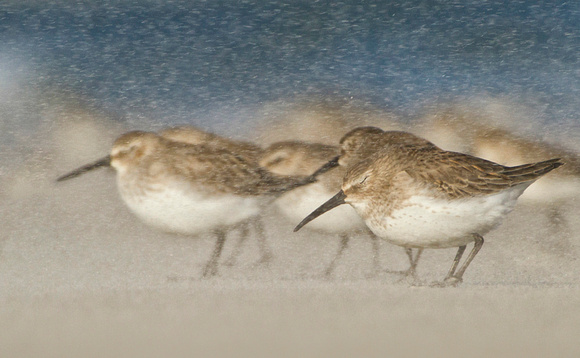 Dunlins Going Against the Blowing Sand