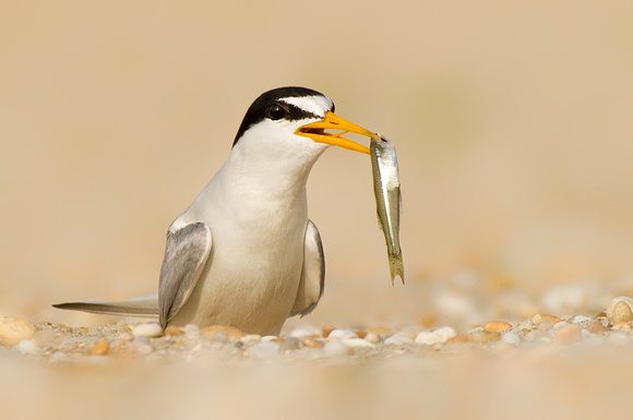 Least Tern with Fish