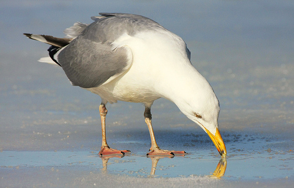 Ring-Billed Gull On Ice