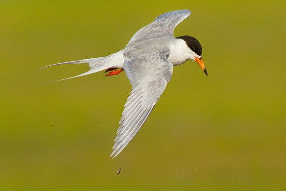Forster's Tern Drops Little Fishy