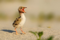 Common Tern Chick