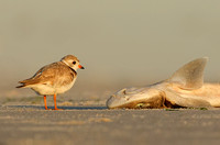 Piping Plover Checking Out Dead Dogfish