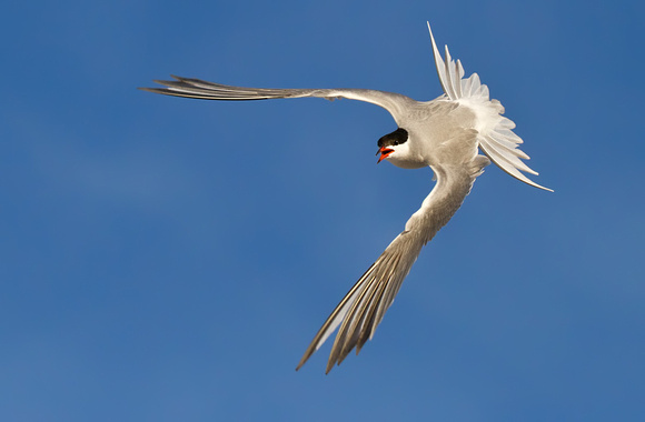 Common Tern in Attack Mode