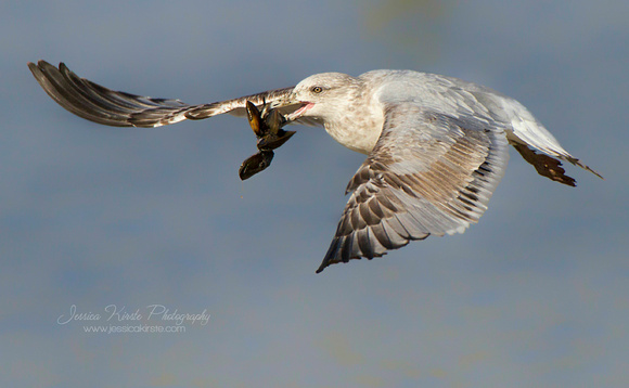 Ring-billed Gull Carrying Mussles