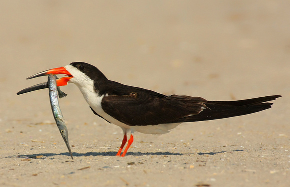 Black Skimmer with Needle Fish