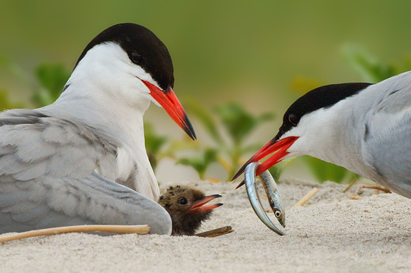 Common Terns Feeding Chick