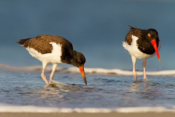 Learning How to Be An Oystercatcher