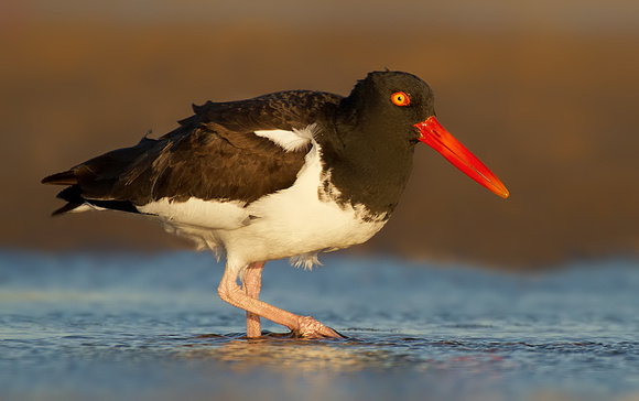 American Oystercatcher in Evening Light