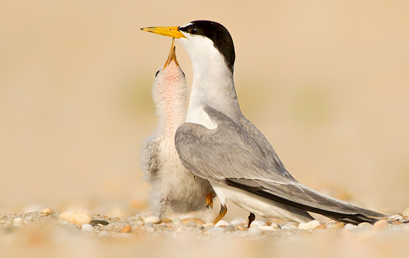 Least Tern Chick with Adult