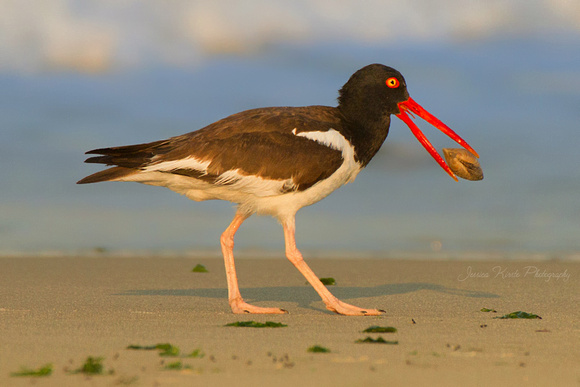 Oystercatcher Carrying His Oyster