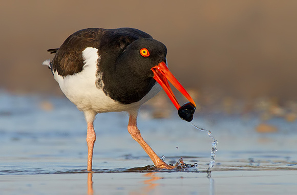 Oystercatcher with Mussel