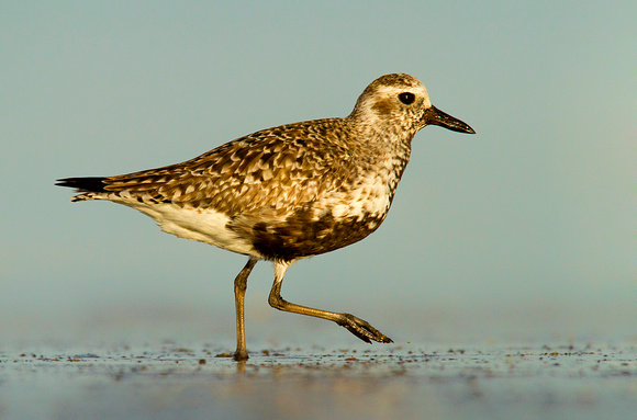 Black-bellied Plover at Sunset