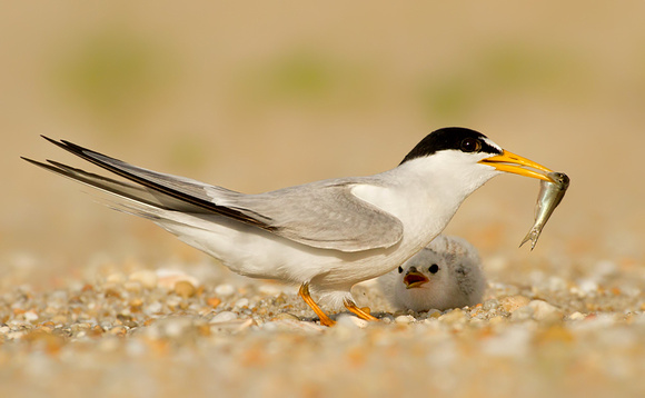 Least Tern with Breakfast for Chick