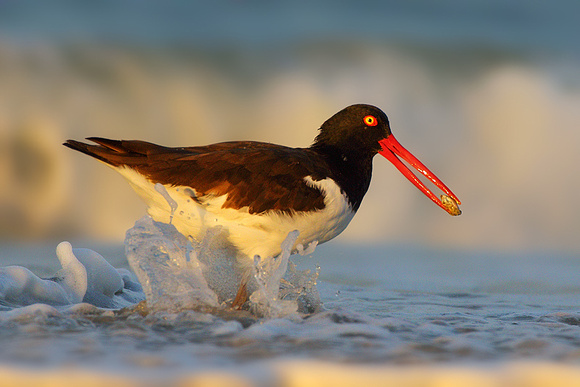 Oystercatcher with Sand Crab