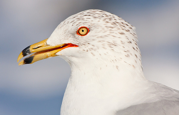 Ring-Billed Gull Close Up
