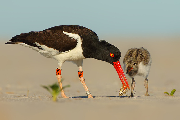 American Oystercatcher with Chick