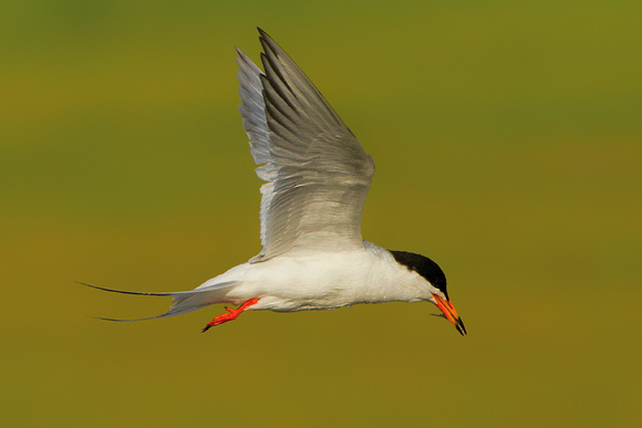 Forster's Tern With Tiny Fish Bit