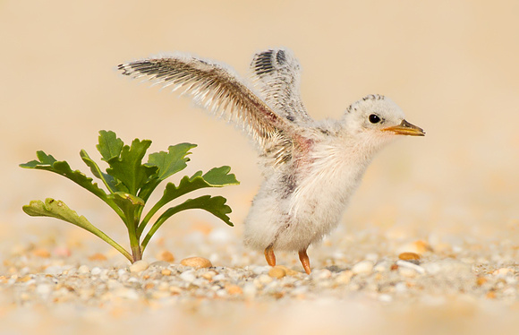 Least Tern Chick Stretching Wings