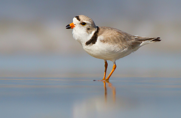 Piping Plover Peeping