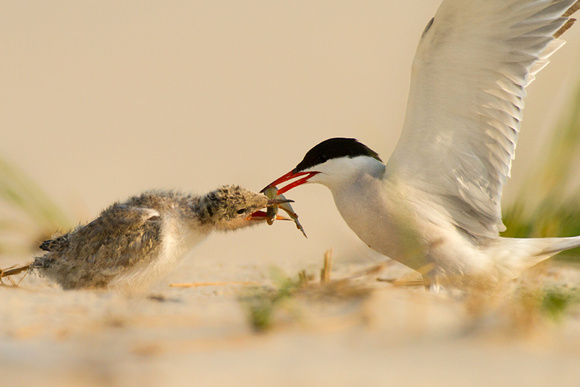 Common Tern Feeding Baby