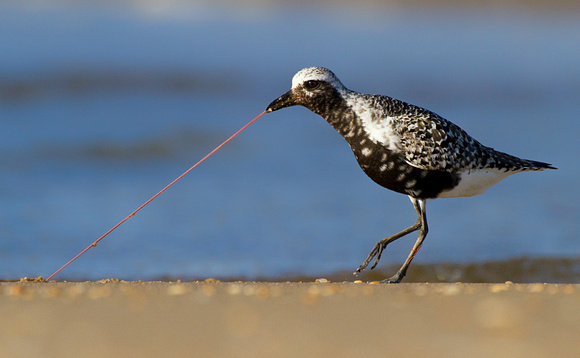 Black-Bellied Plover Nabs a Worm