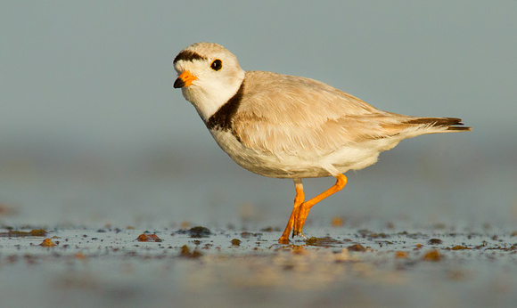 Piping Plover at Sunset