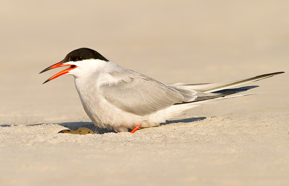 Common Tern Sitting On Eggs