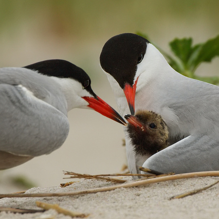 Common Terns Feeding Chick