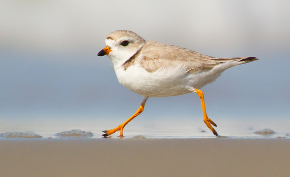Piping Plover (Endangered Species)
