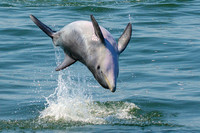 Cape May Dolphin Watching
