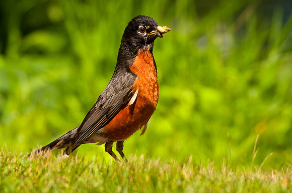 American Robin With Mouthful of Grub