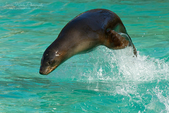 Leaping Baby Sea Lion