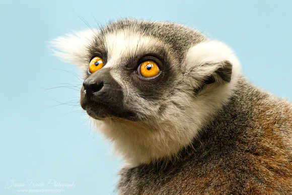 Long-tailed Lemur Portrait