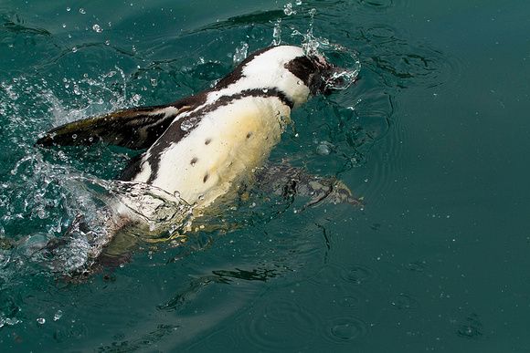 African Penguin Splashing Around