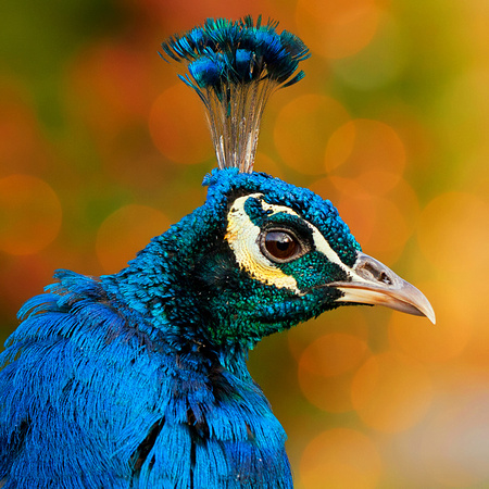 Indian Blue Peafowl