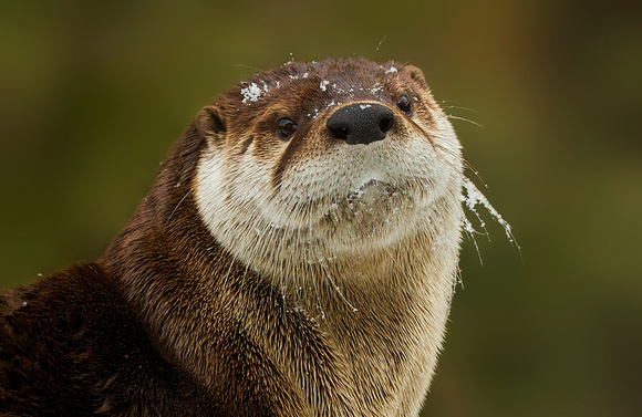 Snowy River Otter