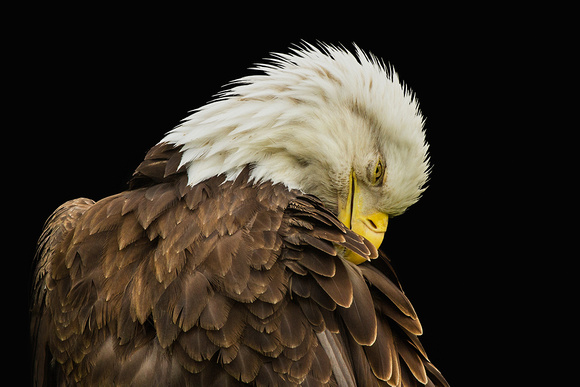 Bald Eagle Preening