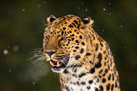Sochi the Amur Leopard