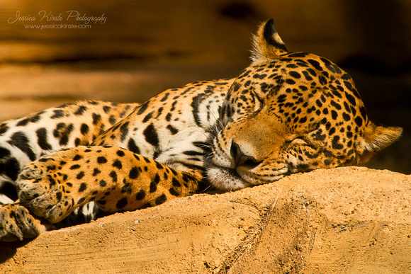 Sleeping Jaguar